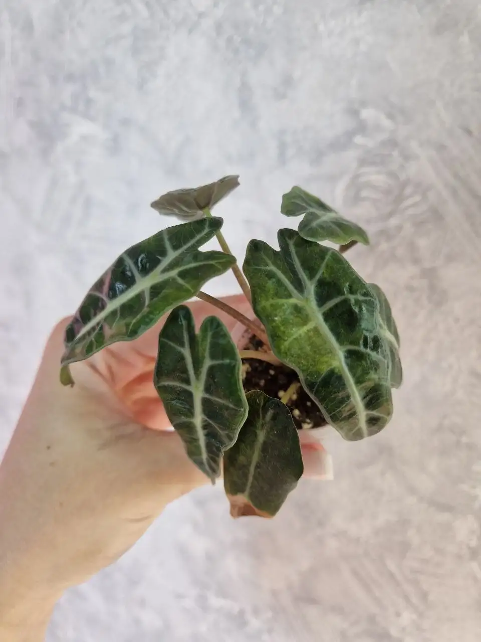 Продажа комнатных растений Алоказии - Комнатные растения (Хобби и отдых) в Барнаул