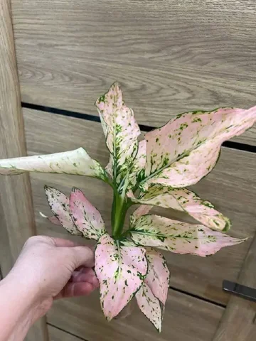 Аглаонема рози - частное объявление в Красноярск