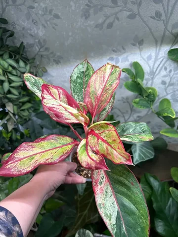 Аглаонема сиам Аврора с детками - частное объявление в Красноярск