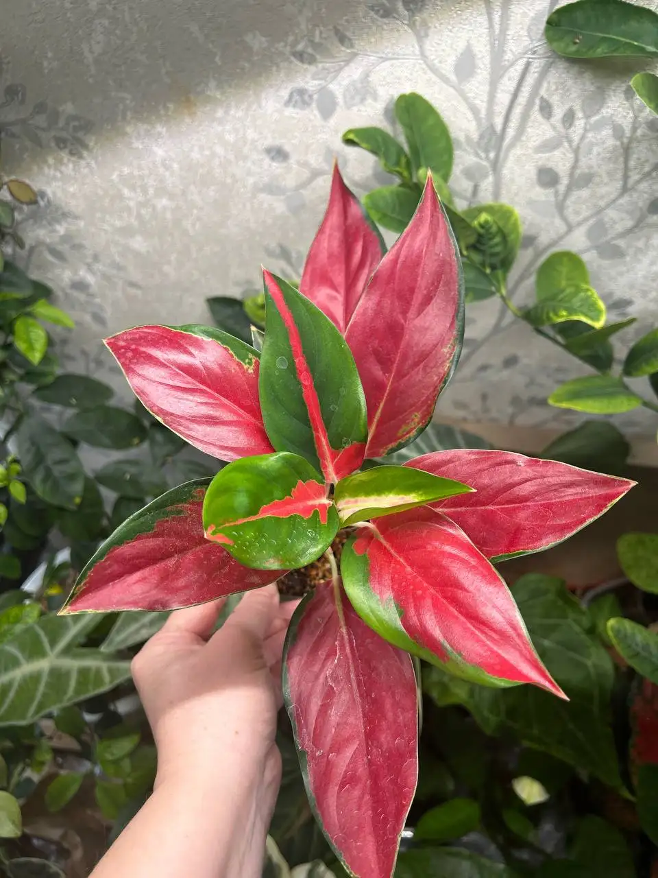 Аглаонема суксом - Комнатные растения (Хобби и отдых) в Красноярск