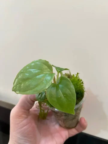 Антуриум люкс - частное объявление в Красноярск