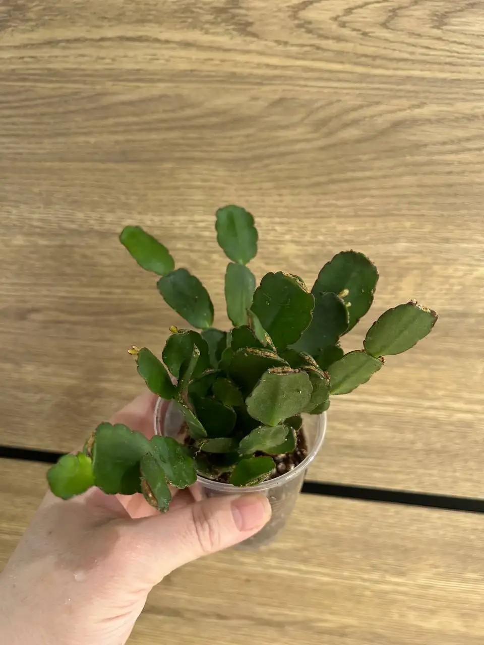 Рипсалидопсис красный, белый и розовый - Комнатные растения (Барахолка) в Красноярск