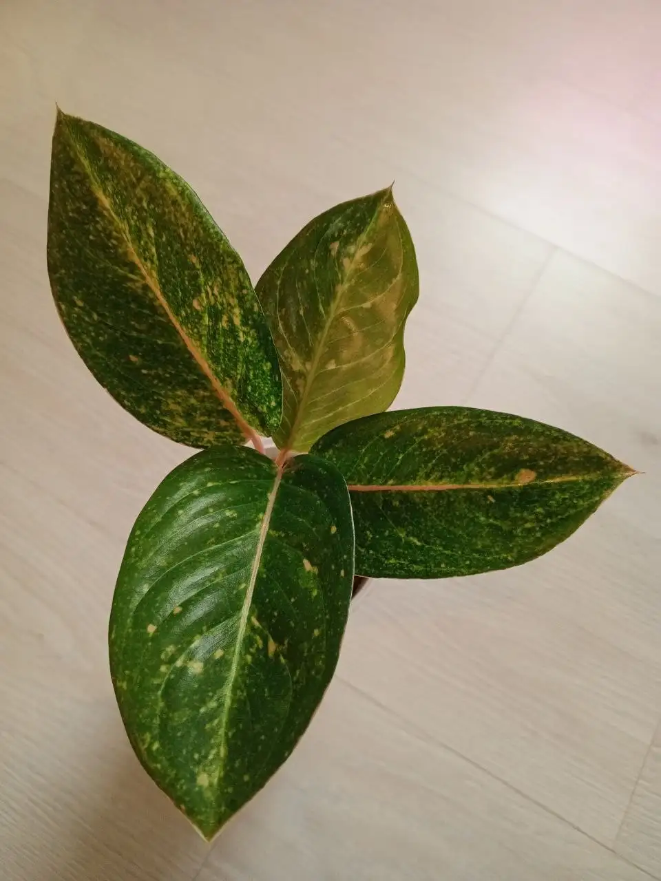 Продажа комнатного растения Камлай Йок - Комнатные растения (Хобби и отдых) в Красноярск