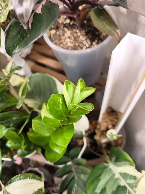 Комнатные растения в Красноярске - Фотоальбомы в Красноярск