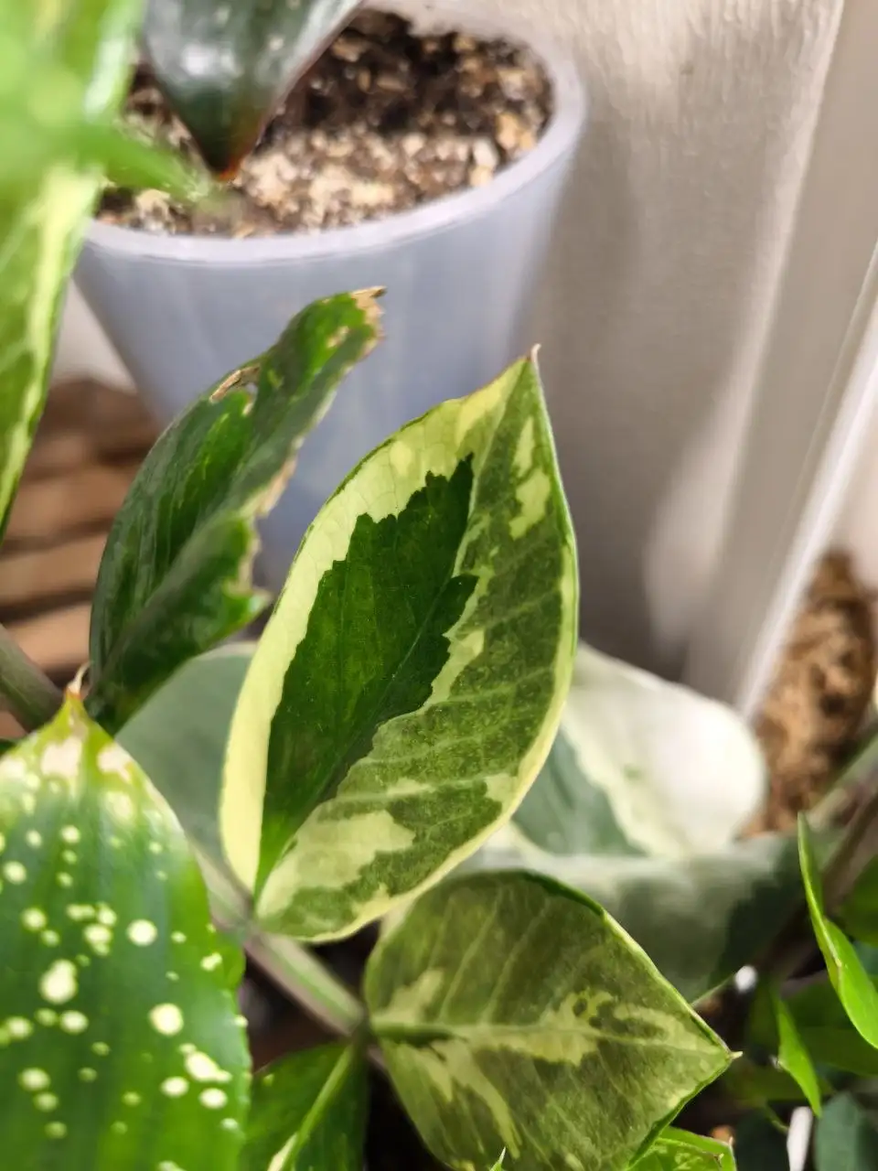 Комнатные растения в Красноярске - Комнатные растения (Хобби и отдых) в Красноярск