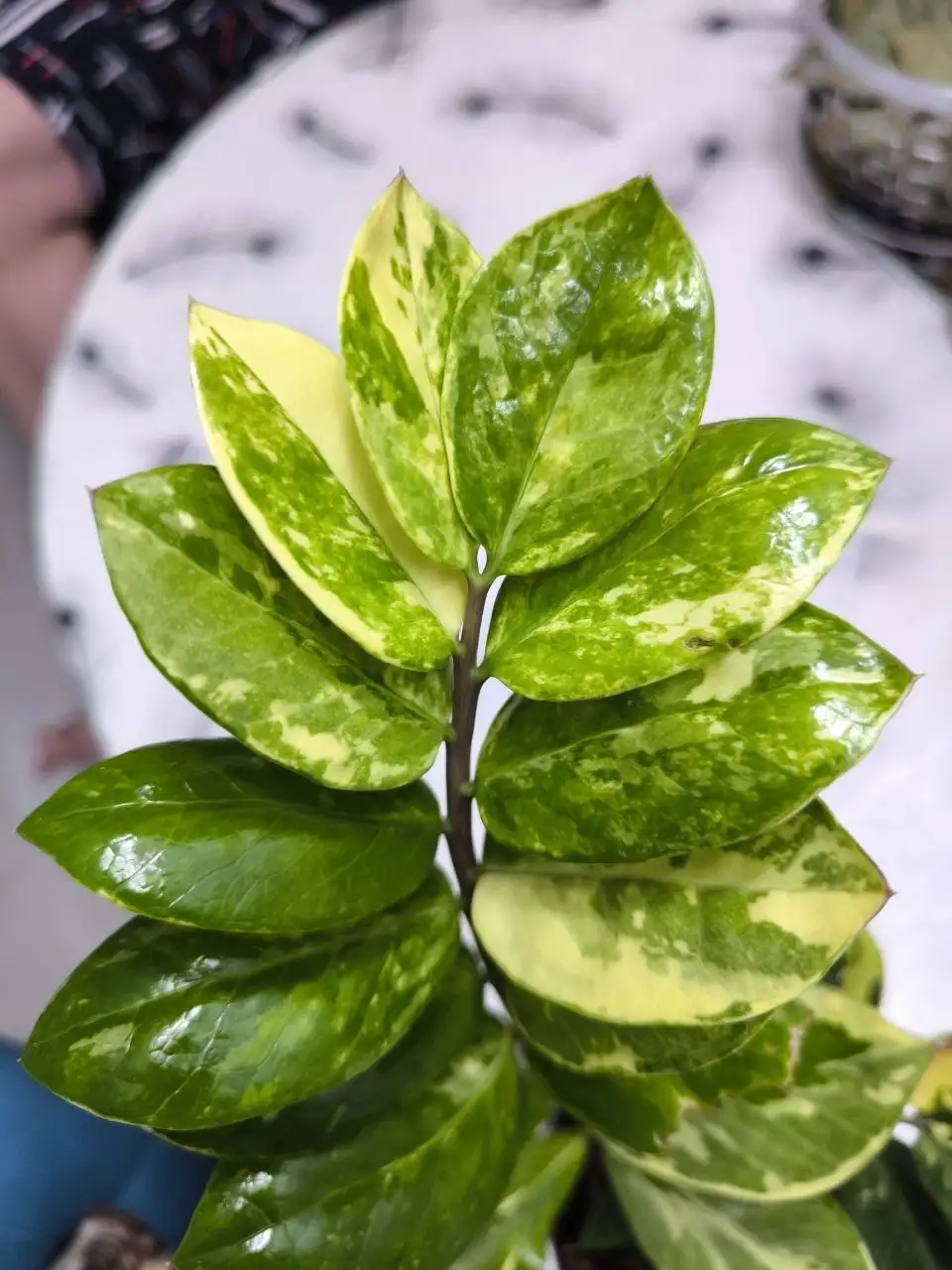 Комнатные растения в Красноярске - Комнатные растения (Хобби и отдых) в Красноярск