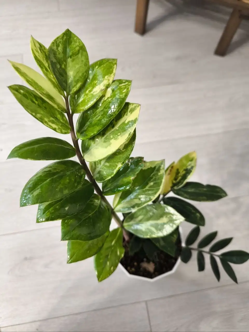 Комнатные растения в Красноярске - Комнатные растения (Хобби и отдых) в Красноярск