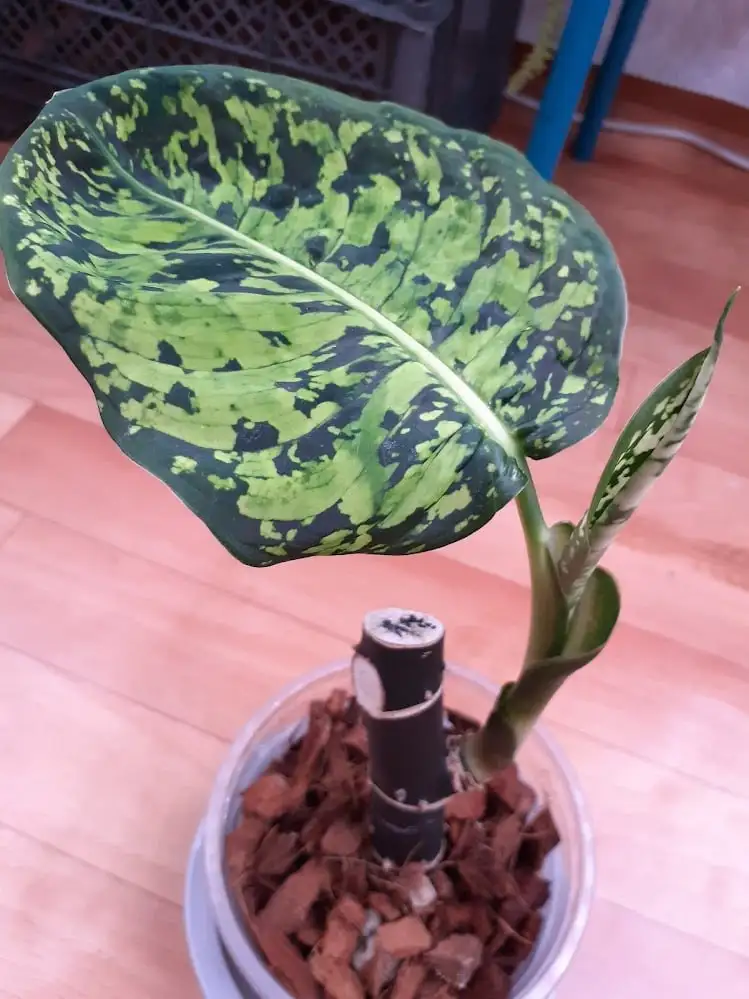 Диффенбахия Рефлектор в литровом горшке - Комнатные растения (Барахолка) в Красноярск