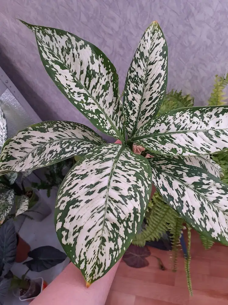 Диффенбахия Вайт Близзард с розеткой 7 листьев - Комнатные растения (Хобби и отдых) в Красноярск