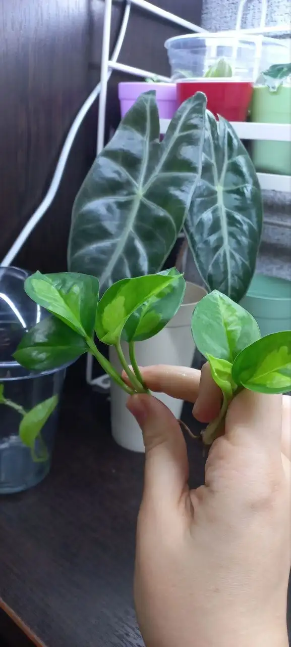 Эпипремнум глобал грин черенки - Комнатные растения (Хобби и отдых) в Красноярск