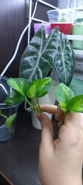 Эпипремнум глобал грин черенки - Фотоальбомы в Красноярск