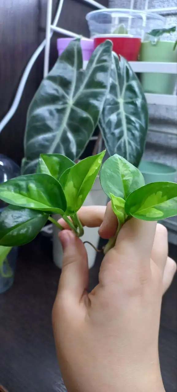 Эпипремнум глобал грин черенки - Комнатные растения (Хобби и отдых) в Красноярск