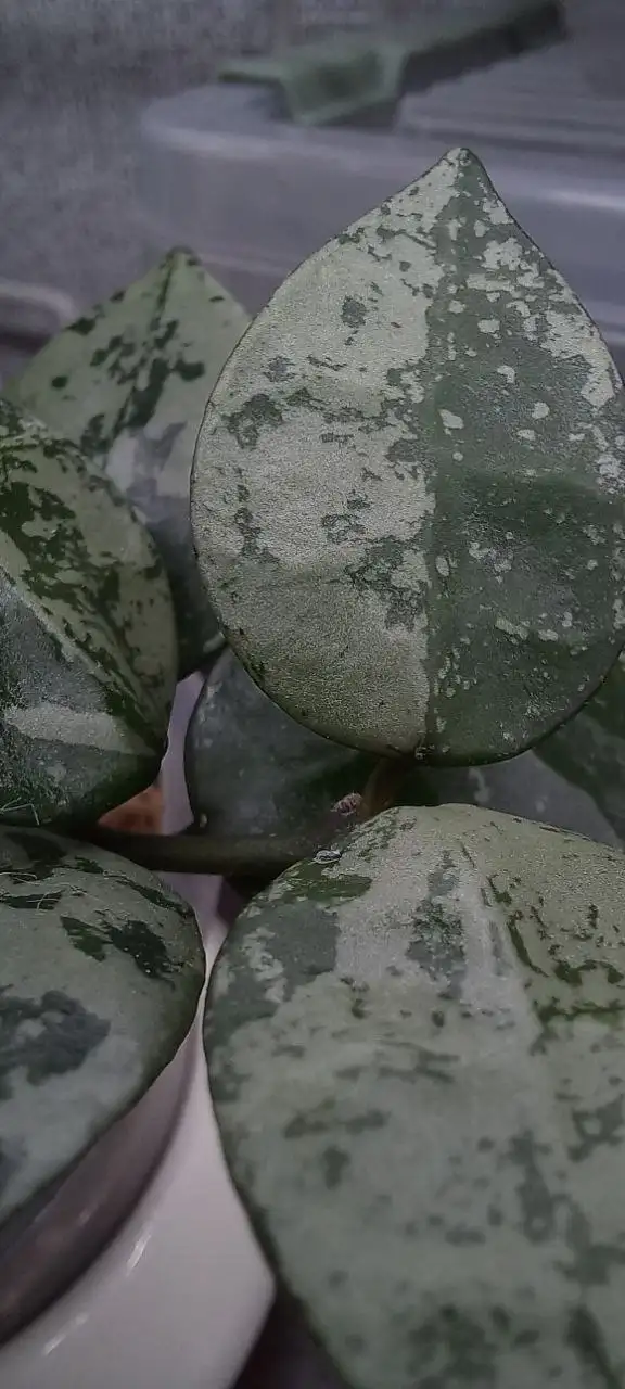 Хойя сильвер эскимо черенки на укоренении - Комнатные растения (Хобби и отдых) в Красноярск