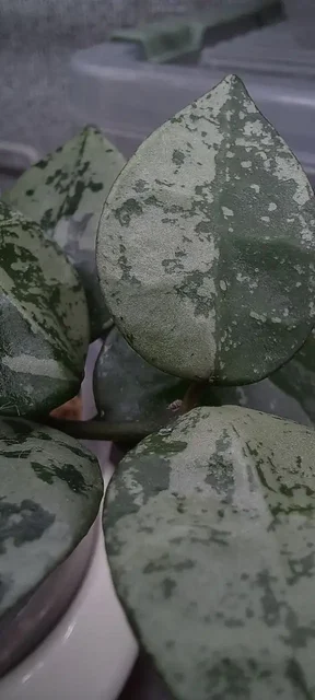 Хойя сильвер эскимо черенки на укоренении - Фотоальбомы в Красноярск