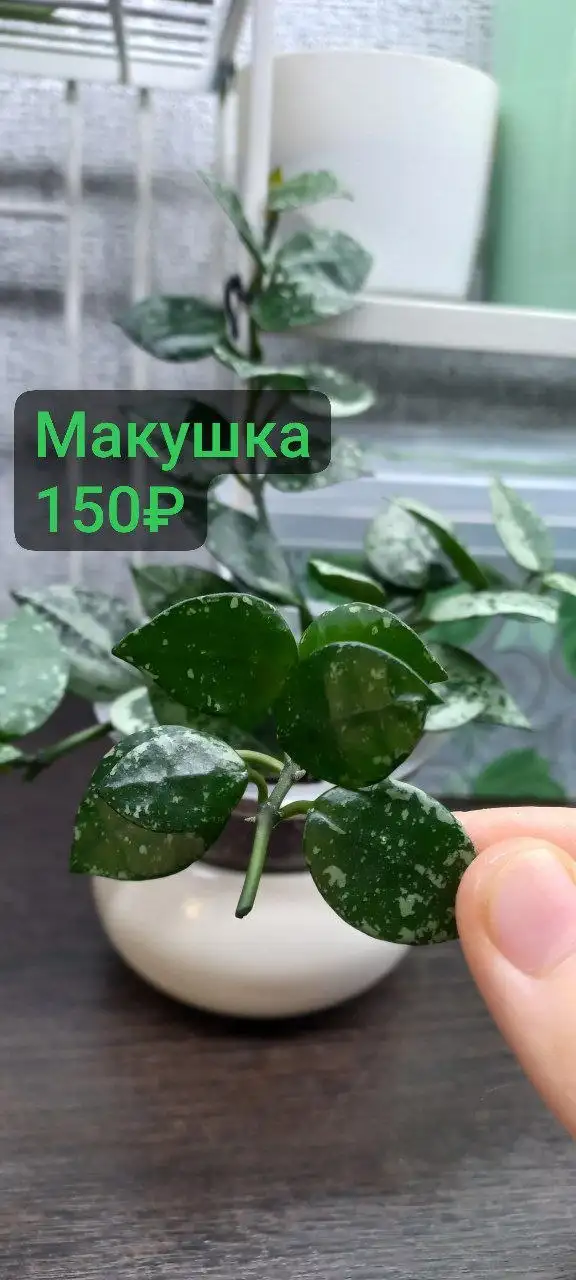 Хойя сильвер эскимо черенки на укоренении - Комнатные растения (Хобби и отдых) в Красноярск