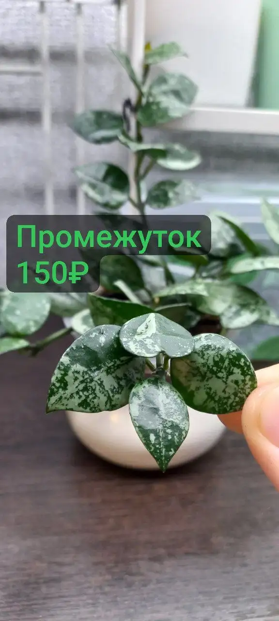 Хойя сильвер эскимо черенки на укоренении - Комнатные растения (Хобби и отдых) в Красноярск