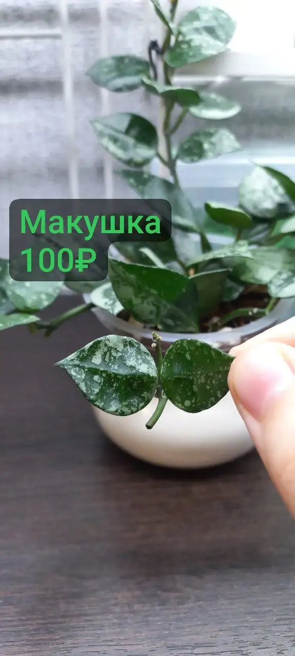 Хойя сильвер эскимо черенки на укоренении - Комнатные растения (Хобби и отдых) в Красноярск