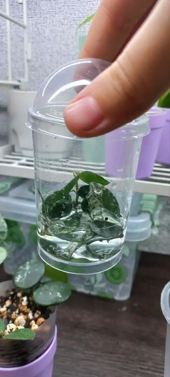 Хойя сильвер эскимо черенки на укоренении - Комнатные растения (Хобби и отдых) в Красноярск