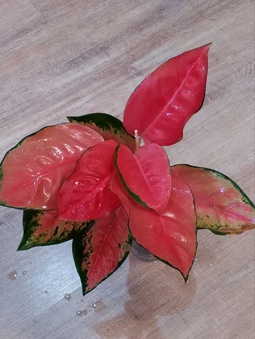 Аглаонема China red с деткой - частное объявление в Березовский