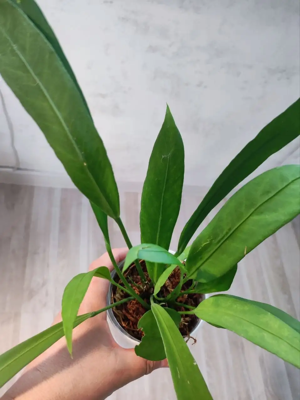 Антуриум Виталлифориум - детка - Комнатные растения (Хобби и отдых) в Красноярск