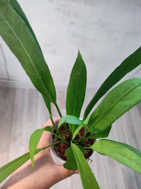 Антуриум Виталлифориум - детка - Фотоальбомы в Красноярск