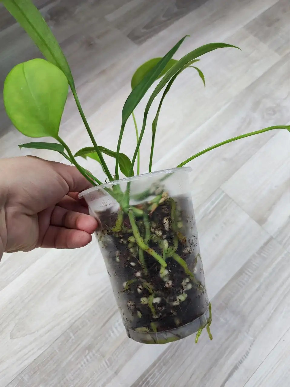 Антуриум Виталлифориум - детка - Комнатные растения (Хобби и отдых) в Красноярск