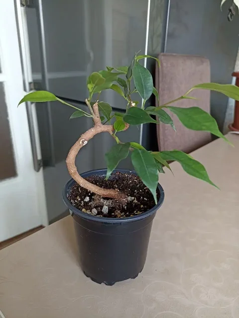 Фикус Бенджамина высотой 14 см - Фотоальбомы в Красноярск