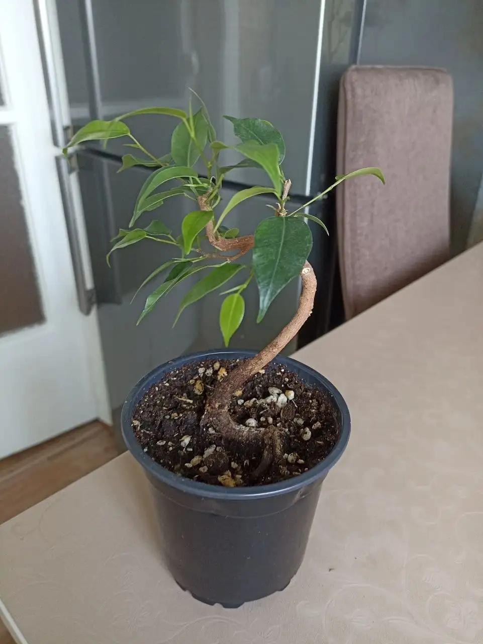 Фикус Бенджамина высотой 14 см - Комнатные растения (Хобби и отдых) в Красноярск