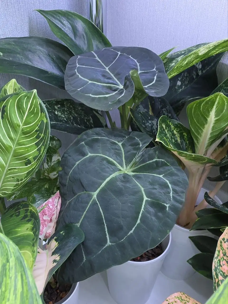 Материнское растение комнатное - Комнатные растения (Хобби и отдых) в Красноярск