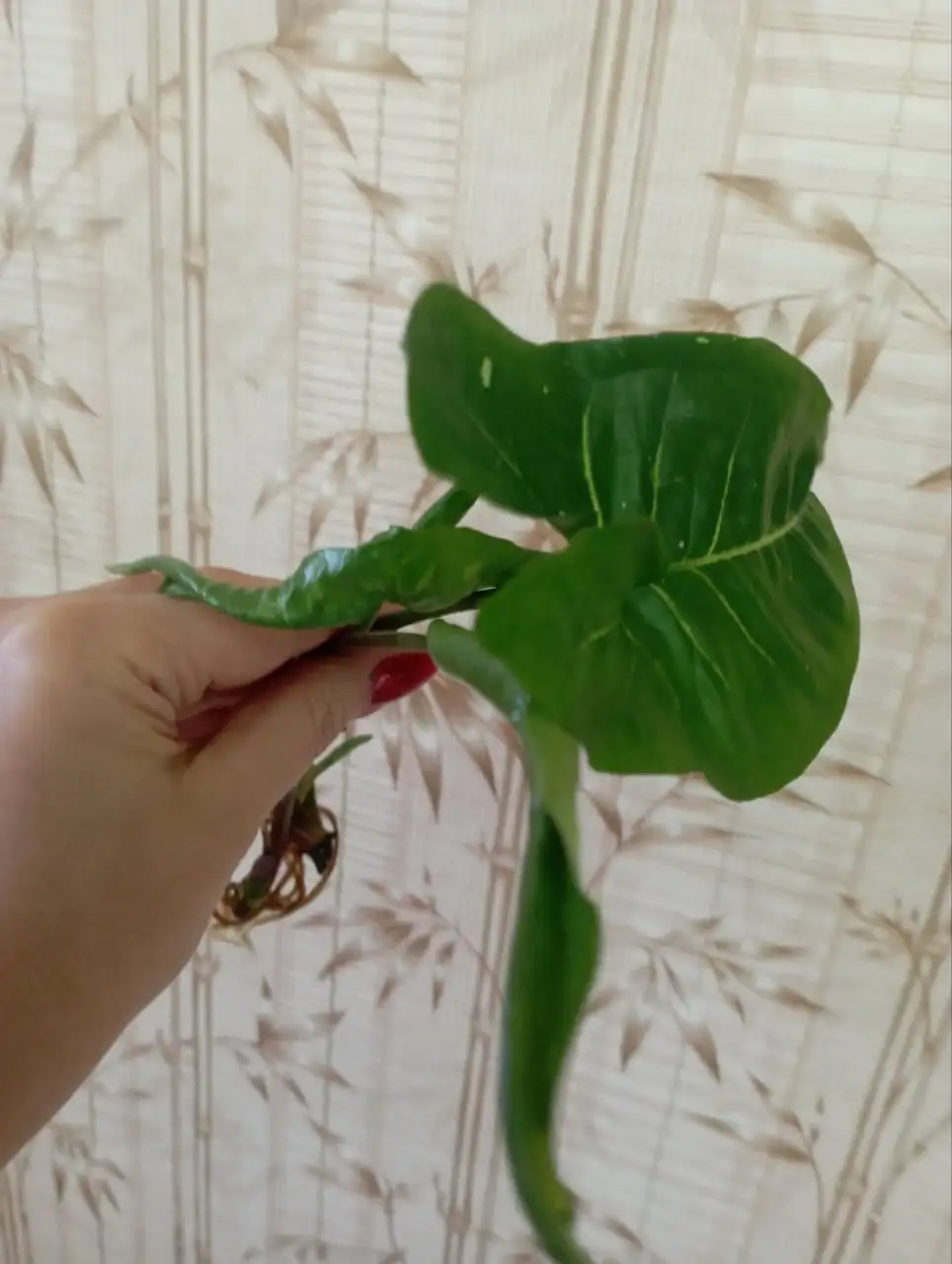 Сингониум Панда черенки - Комнатные растения (Хобби и отдых) в Красноярск