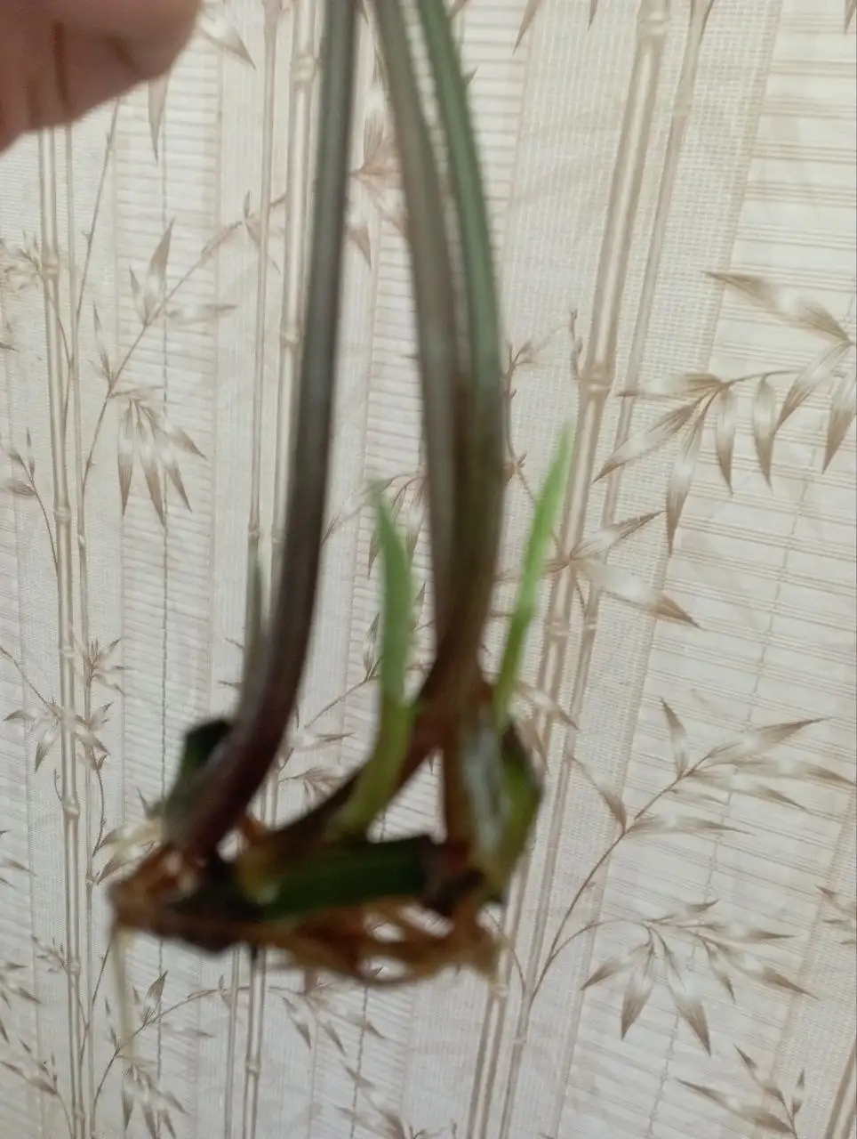 Сингониум Панда черенки - Комнатные растения (Хобби и отдых) в Красноярск