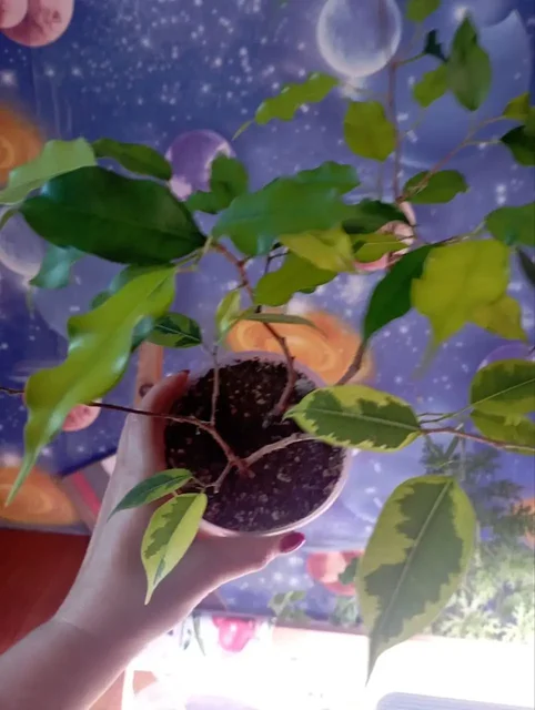 Укорененные фикусы на обмен или отдача - Фотоальбомы в Красноярск