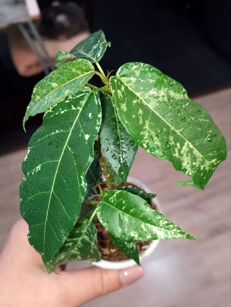 Фикус Аспера вар (тай) - Комнатные растения (Хобби и отдых) в Красноярск