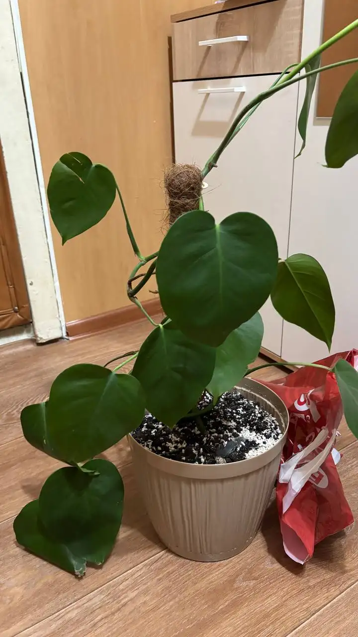 Продажа монстеры в Красноярске - Комнатные растения (Хобби и отдых) в Красноярск