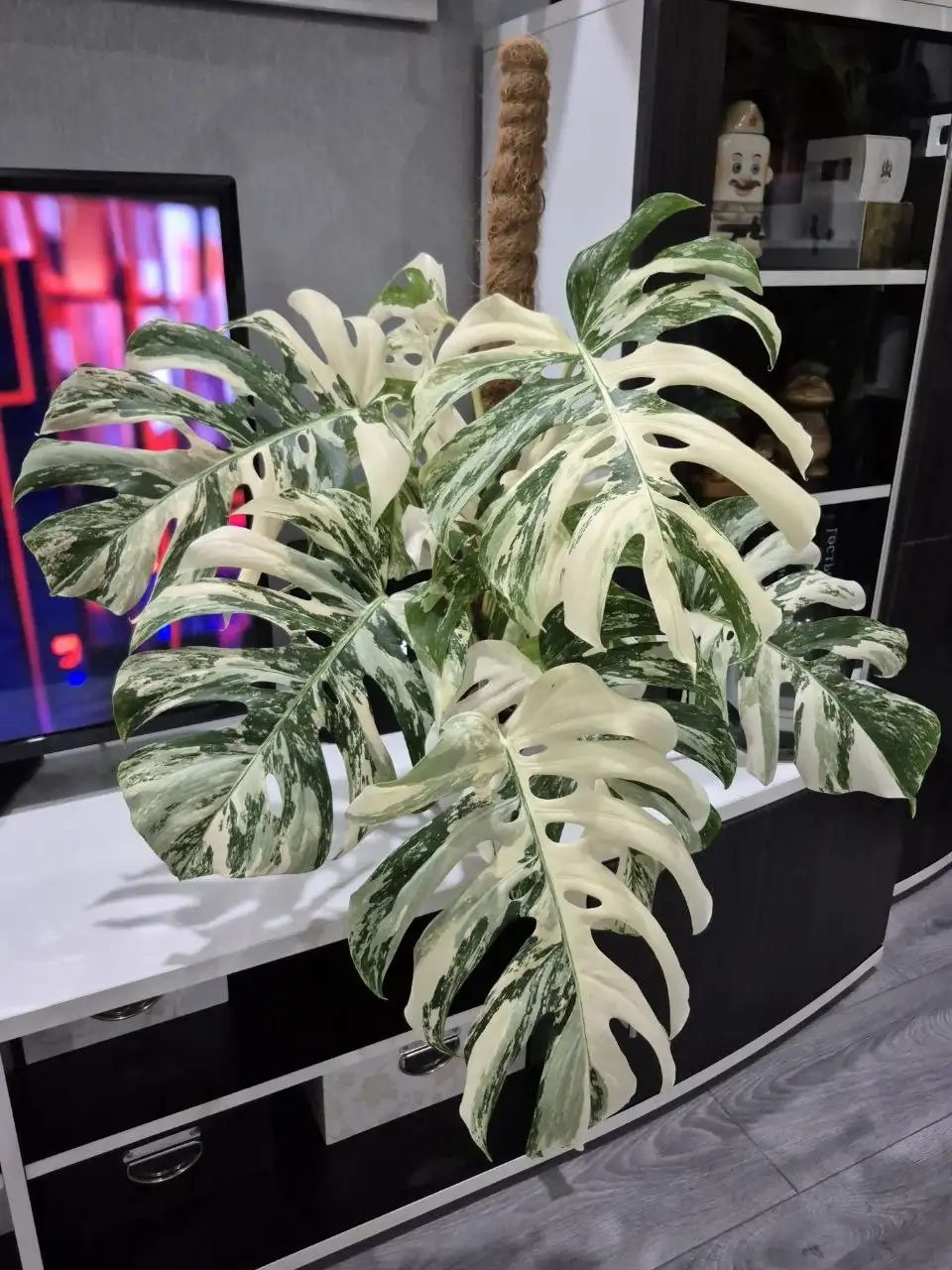 Комнатные растения в Красноярске - Комнатные растения (Хобби и отдых) в Красноярск