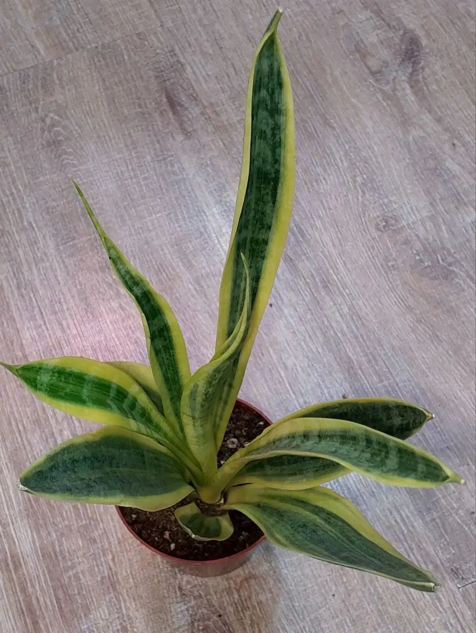 Продажа сансевиерии Eldorado в Березовском - Комнатные растения (Для дома и дачи) в Березовский