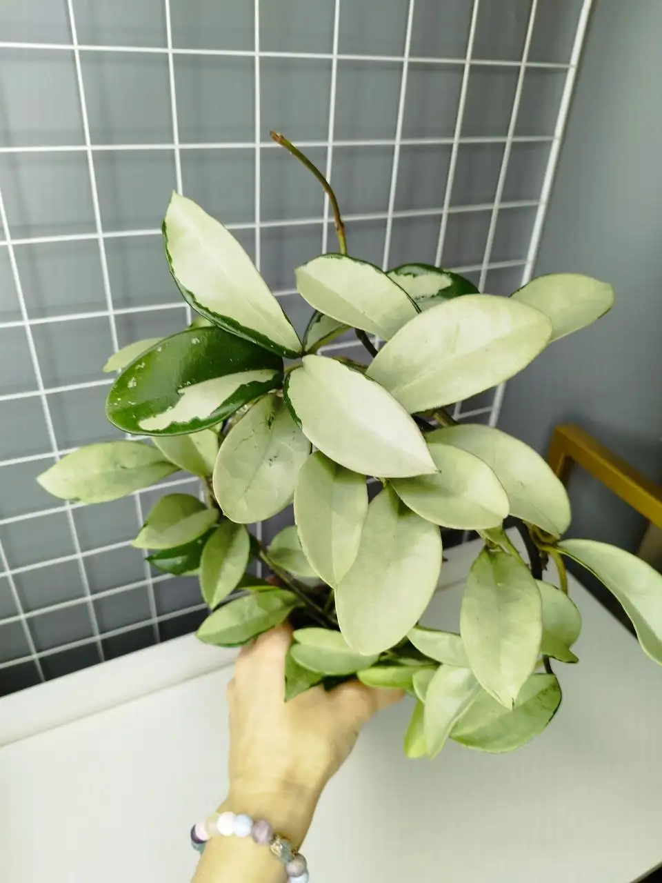 Взрослое комнатное растение с красивой листвой - Комнатные растения (Хобби и отдых) в Красноярск