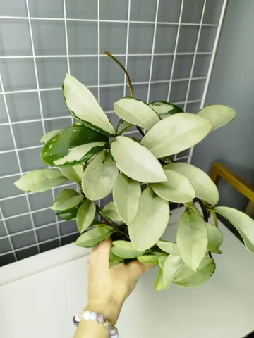 Взрослое комнатное растение с красивой листвой - Фотоальбомы в Красноярск