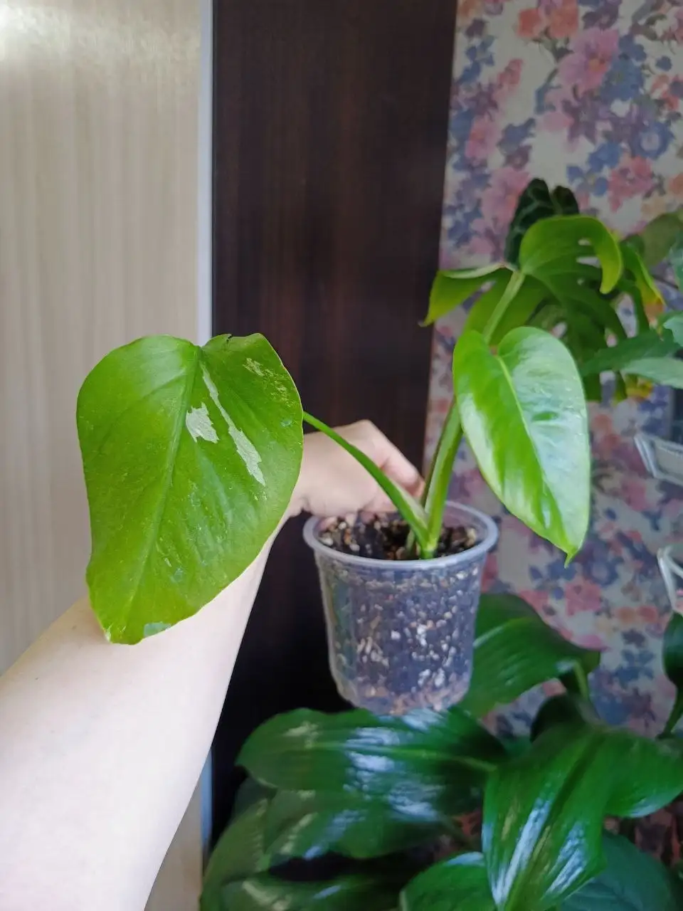 Мои две комнатные растения - Комнатные растения (Хобби и отдых) в Красноярск