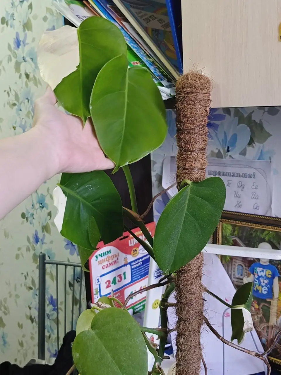 Мои две комнатные растения - Комнатные растения (Хобби и отдых) в Красноярск