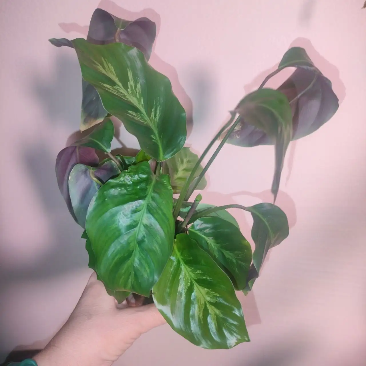 Продажа комнатного растения Калатея Альберти - Комнатные растения (Хобби и отдых) в Красноярск