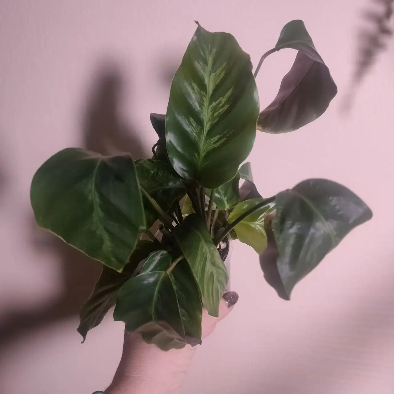 Продажа комнатного растения Калатея Альберти - Комнатные растения (Хобби и отдых) в Красноярск