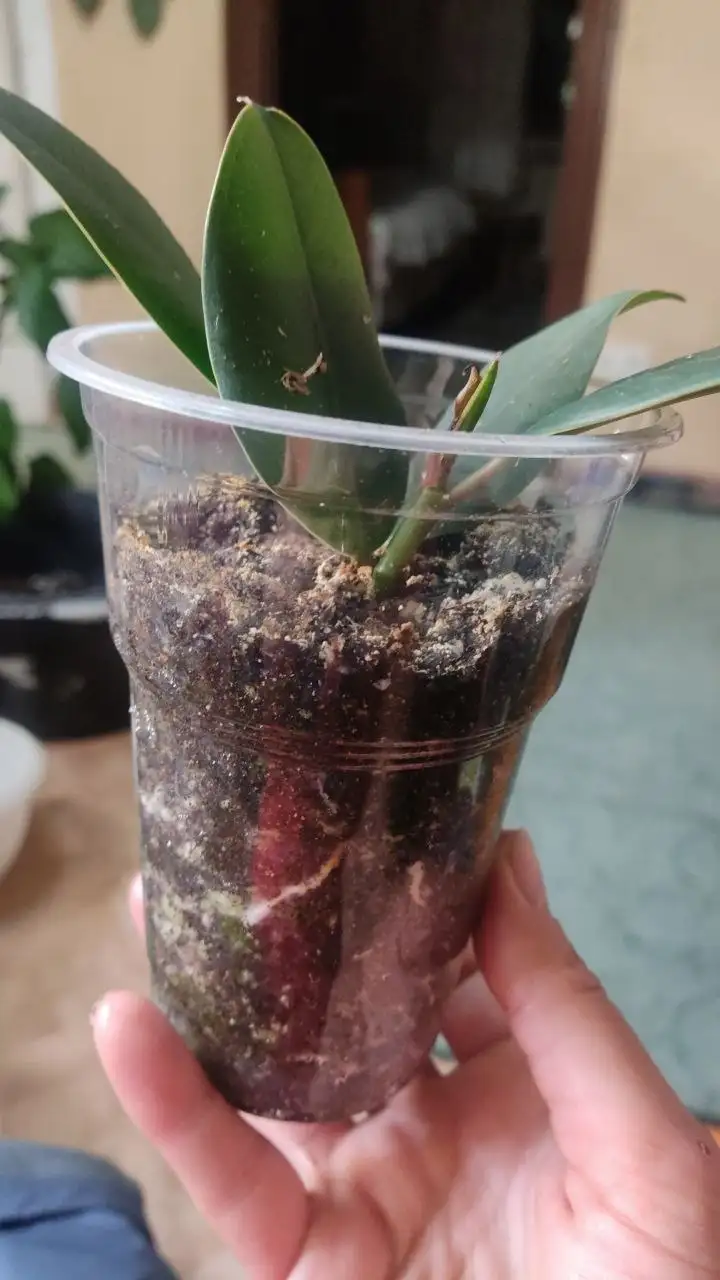 Продажа фикусов в Красноярске - Комнатные растения (Барахолка) в Красноярск