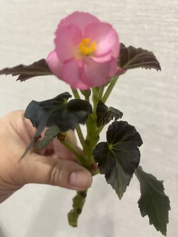 Бегония на самоукоренение - Фотоальбомы в Красноярск