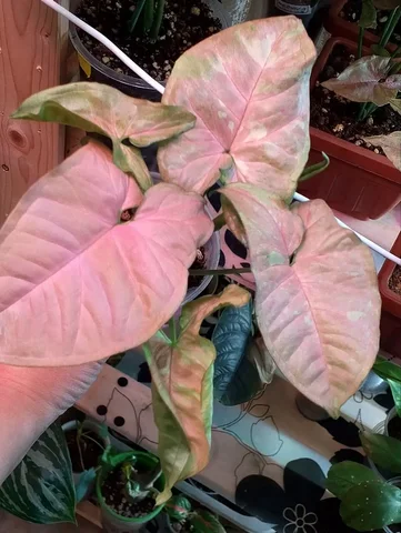 Продажа сингониума Маргарита мутейшен в Березовском - частное объявление в Березовский