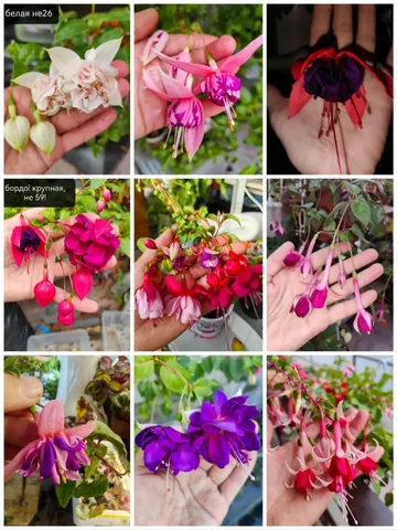 Продажа фуксий комнатных растений - Фотоальбомы в Красноярск