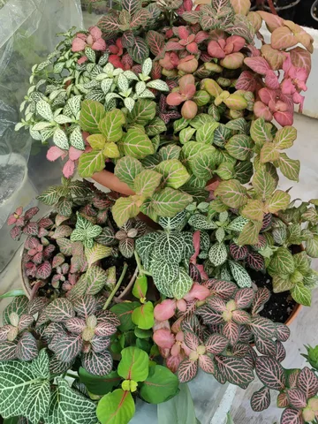 Продажа фиттоний - Фотоальбомы в Красноярск