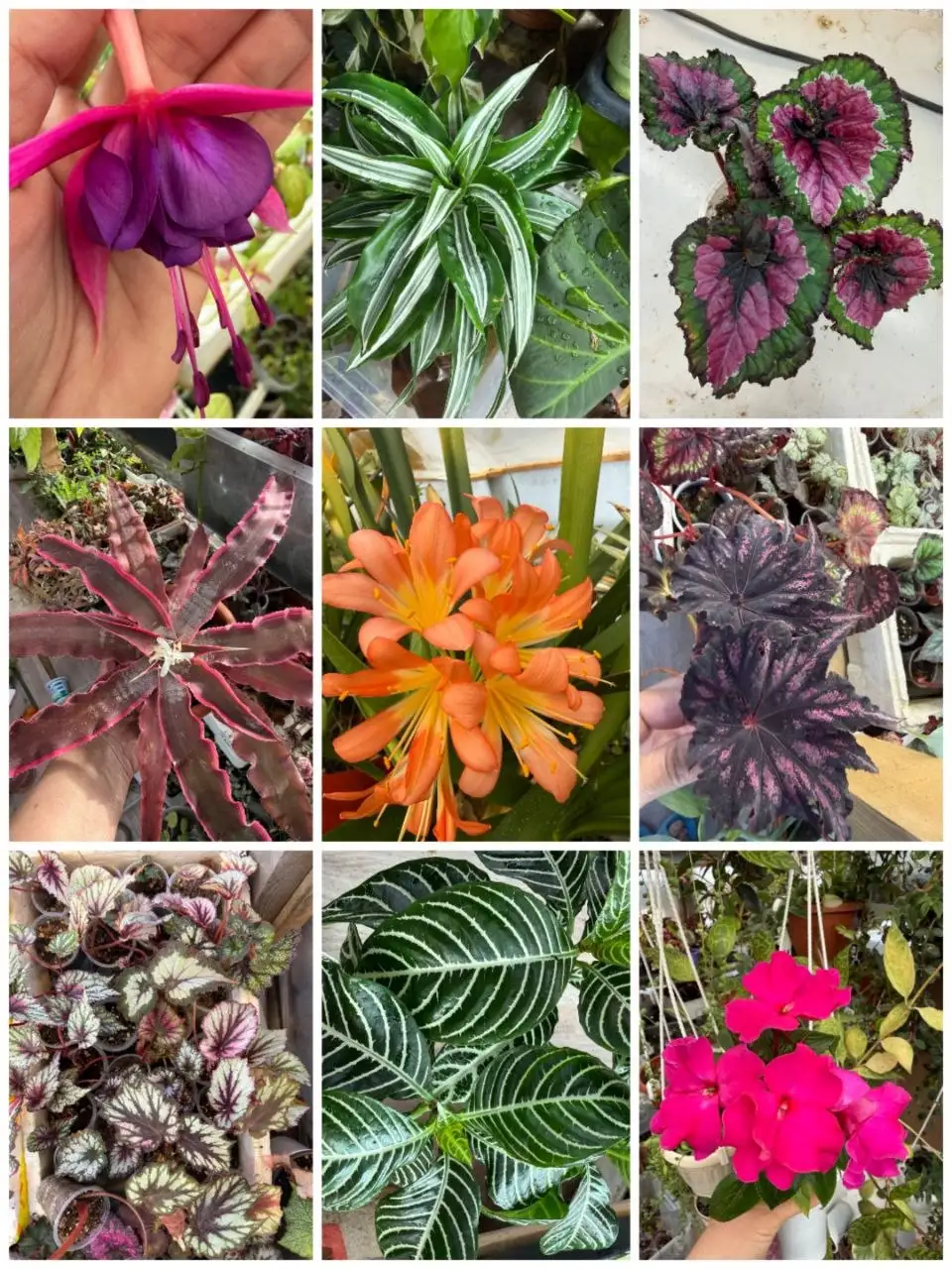 Растения для дома с доставкой по городам Сибири - Растения (Для дома и дачи) в Красноярск