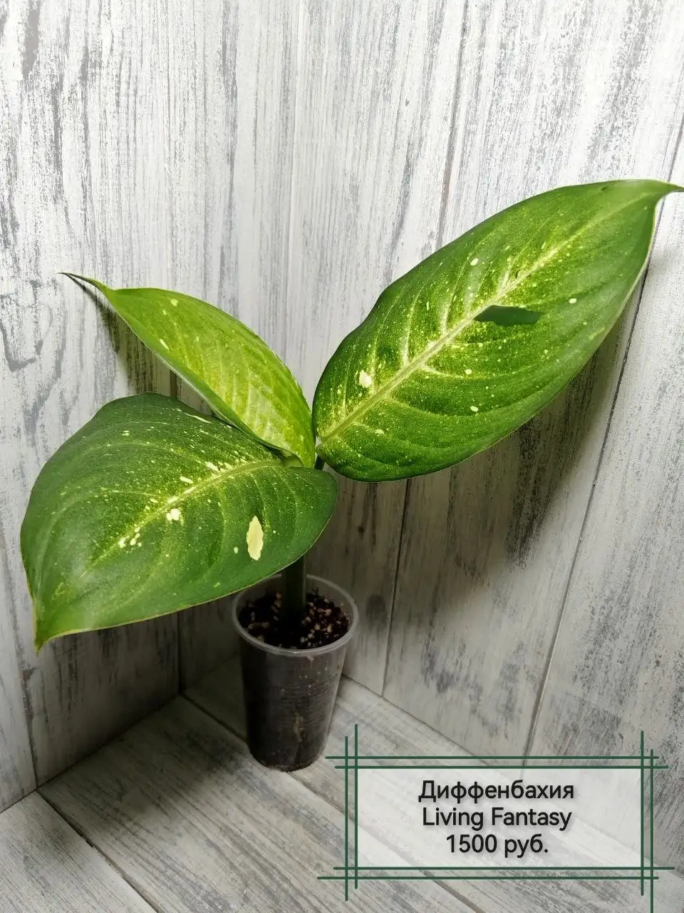 Комнатные растения - Растения (Хобби и отдых) в Красноярск