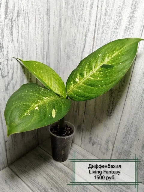 Комнатные растения - Фотоальбомы в Красноярск